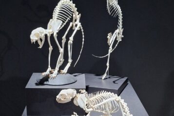 Tierskelettausstellung und der Reptilienauffangstation in München